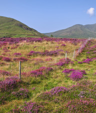Sawel and Dart mountain path with gorse and purple heather