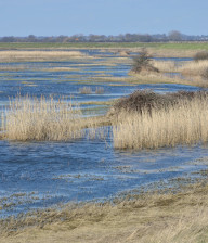 Reeds poking out of the water at Hamford Water nature reserve in Essex