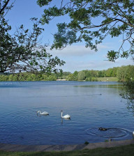 Lake with swans and ducks at Rushcliffe country park in Nottinghamshire