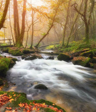 Mist settling over a river in a Cornish woodland with mossy banks