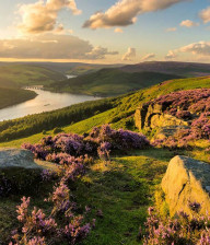 Derbyshire hills covered in purple heather with a lake in distance